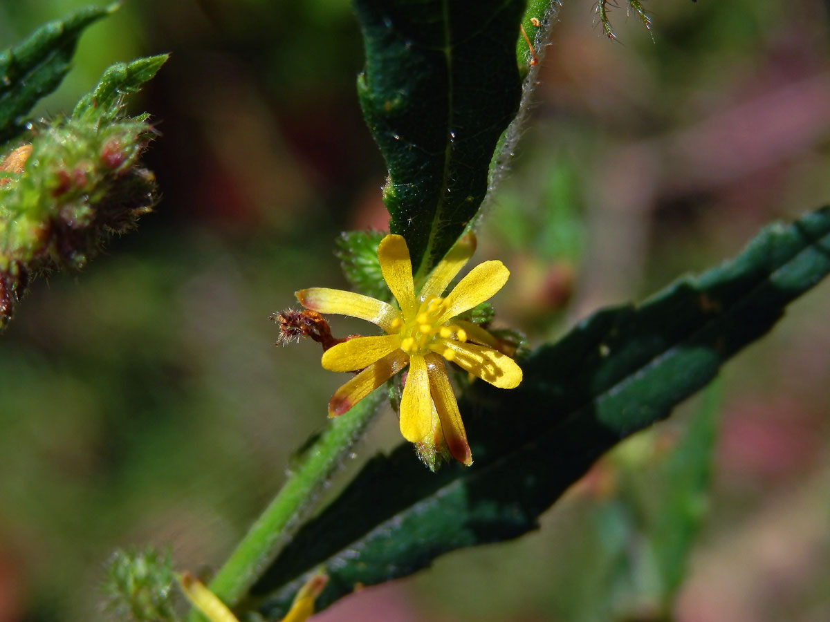 Triumfetta rhomboidea Jacq.