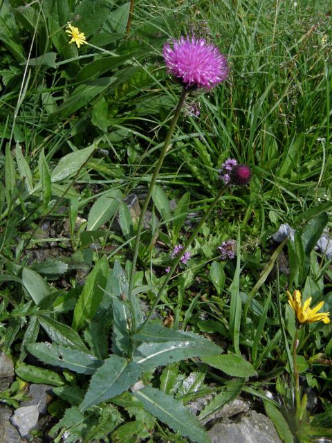 Bodlák (Carduus defloratus L.)