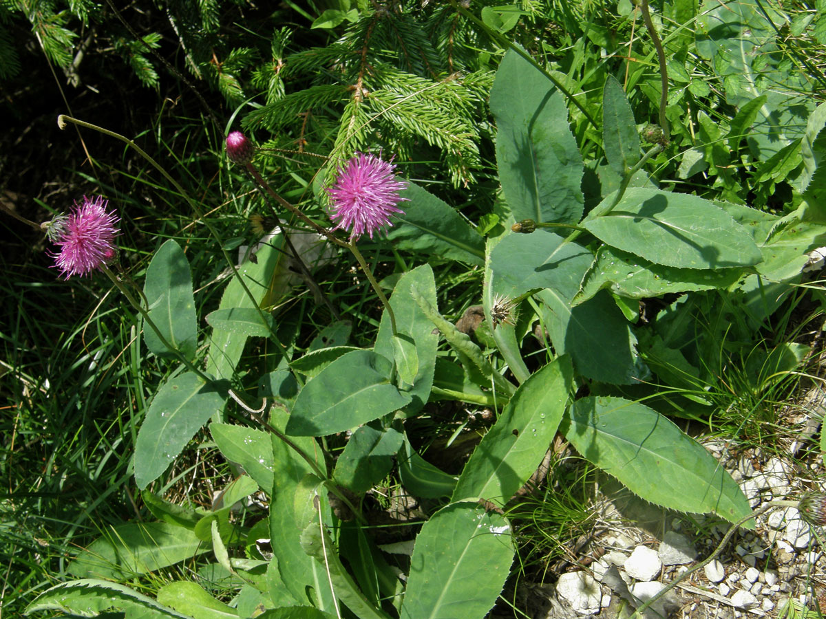 Bodlák (Carduus defloratus L.)