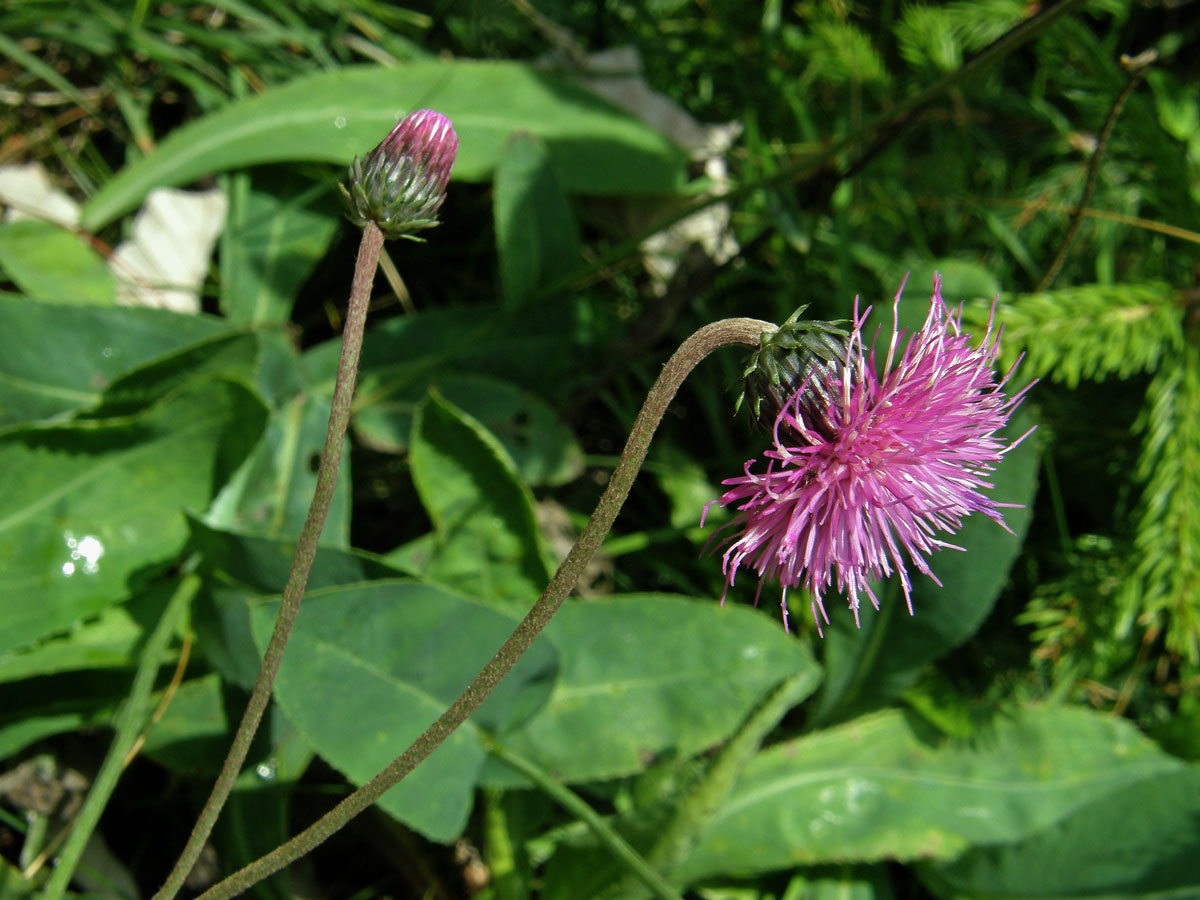 Bodlák (Carduus defloratus L.)