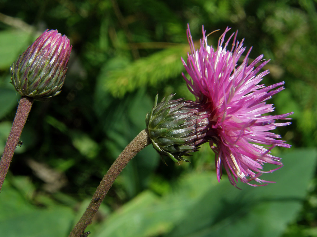 Bodlák (Carduus defloratus L.)