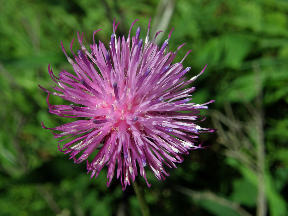 Bodlák (Carduus defloratus L.)