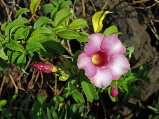 Allamanda blanchetii A. DC.