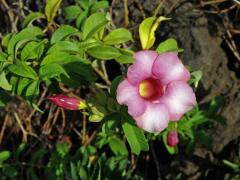 Allamanda blanchetii A. DC. 