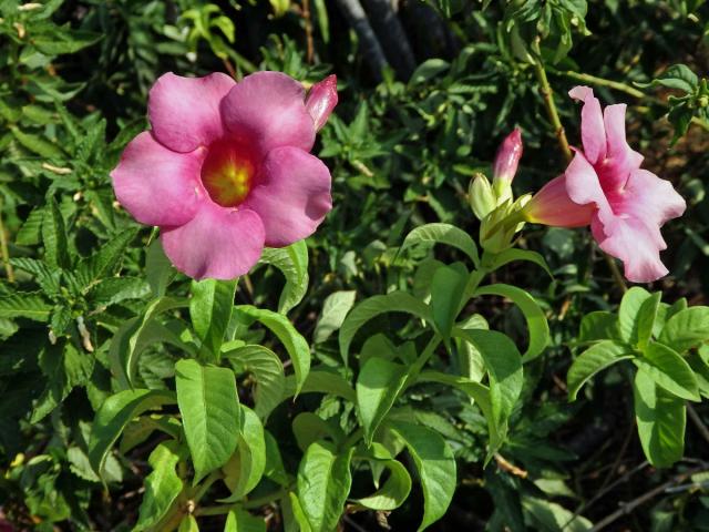 Allamanda blanchetii A. DC.