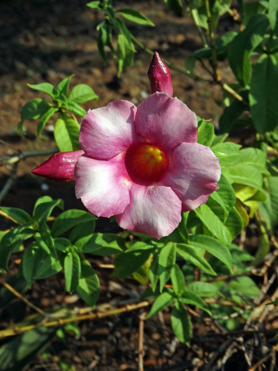 Allamanda blanchetii A. DC.