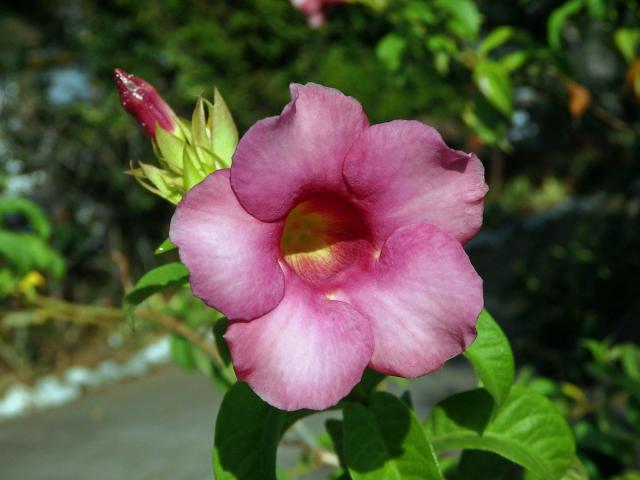 Allamanda blanchetii A. DC.