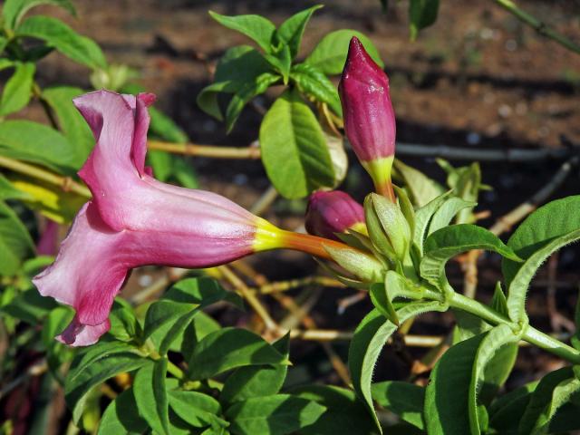 Allamanda blanchetii A. DC.