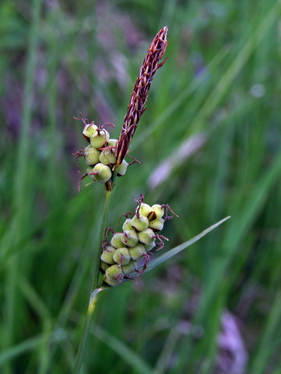 Ostřice plstnatá (Carex tomentosa L.)