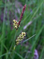 Ostřice plstnatá (Carex tomentosa L.)   