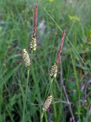Ostřice plstnatá (Carex tomentosa L.)