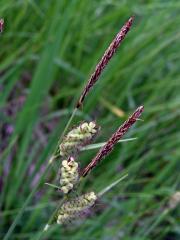 Ostřice plstnatá (Carex tomentosa L.)