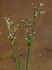 Sítina článkovaná (Juncus articulatus L.)