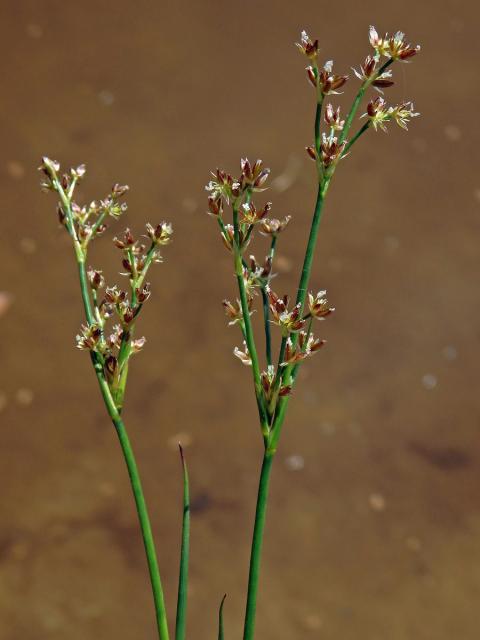 Sítina článkovaná (Juncus articulatus L.)