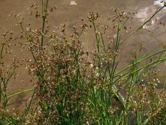 Sítina článkovaná (Juncus articulatus L.)