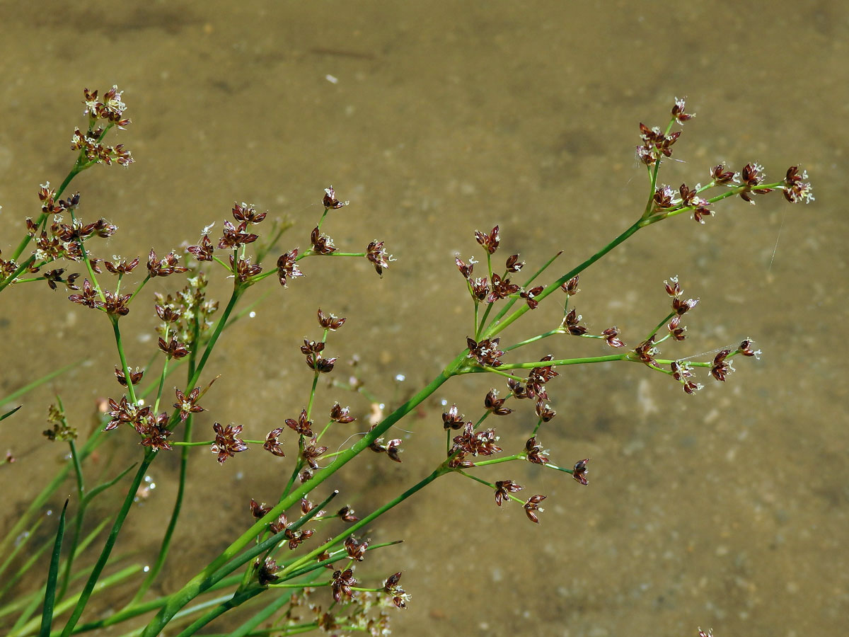 Sítina článkovaná (Juncus articulatus L.)