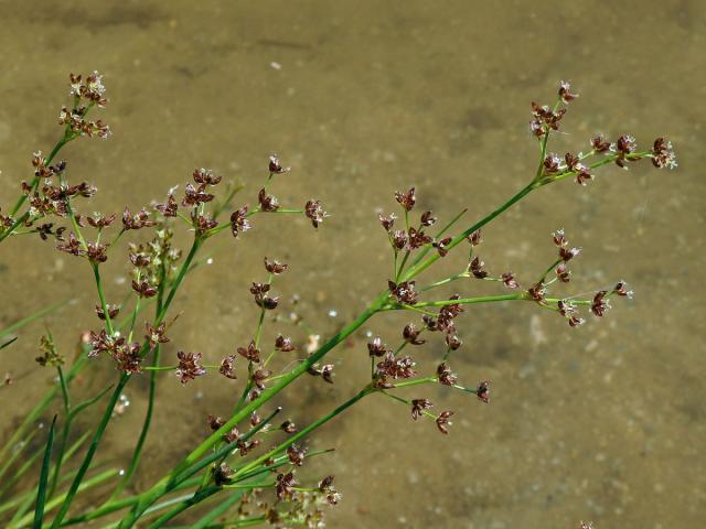 Sítina článkovaná (Juncus articulatus L.)