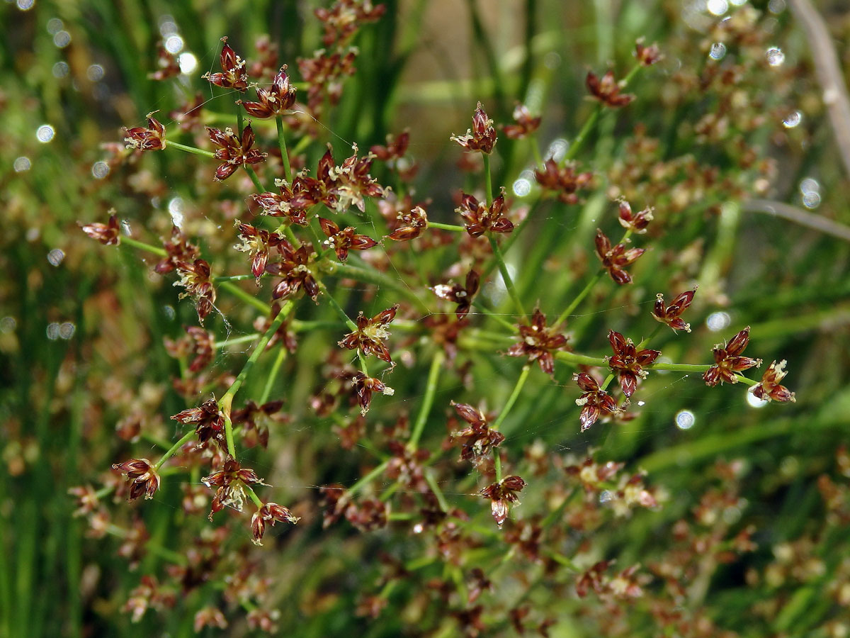 Sítina článkovaná (Juncus articulatus L.)