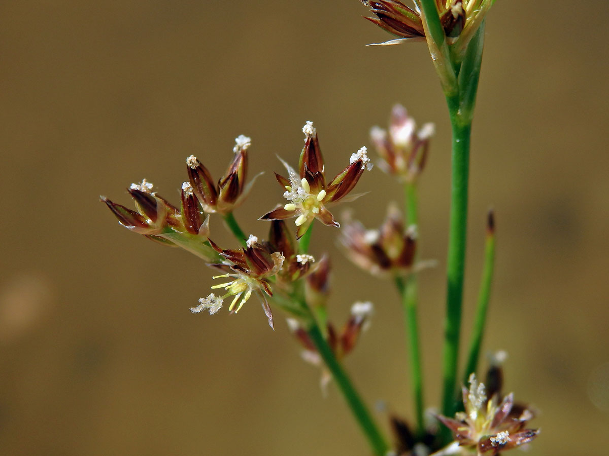 Sítina článkovaná (Juncus articulatus L.)