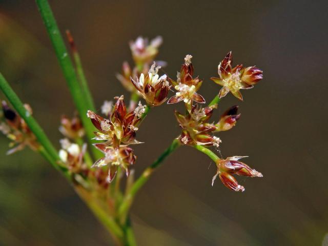 Sítina článkovaná (Juncus articulatus L.)