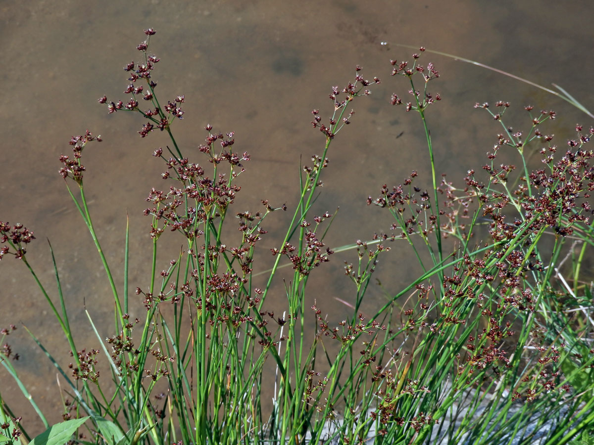 Sítina článkovaná (Juncus articulatus L.)