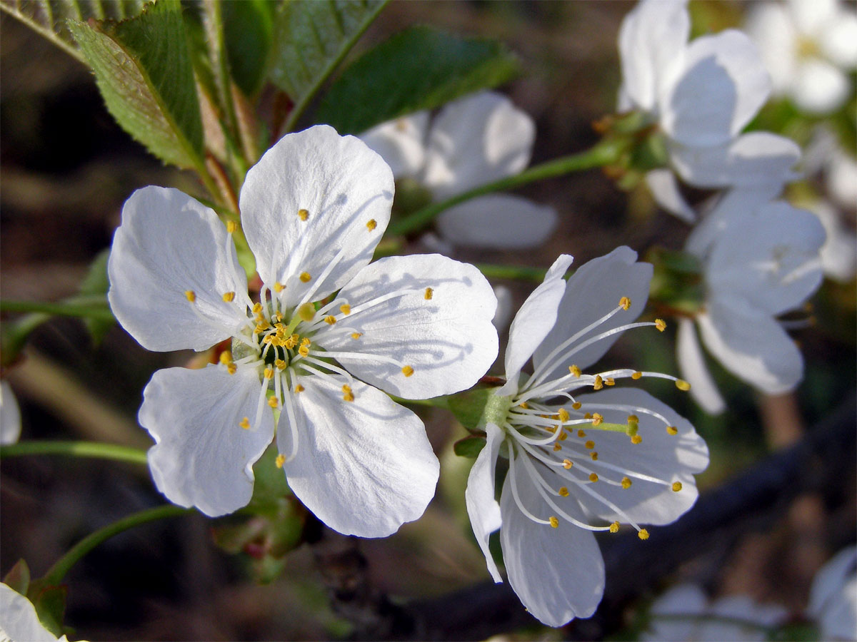 Třešeň ptačí (Prunus avium (L.) L.)