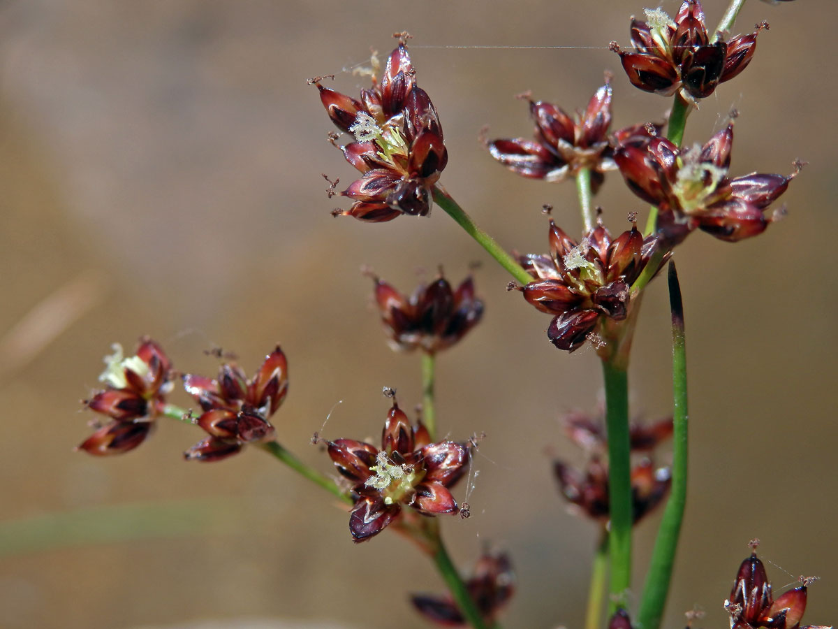 Sítina článkovaná (Juncus articulatus L.)