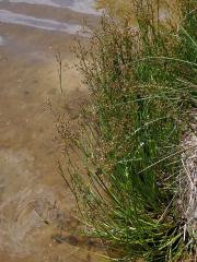 Sítina článkovaná (Juncus articulatus L.)