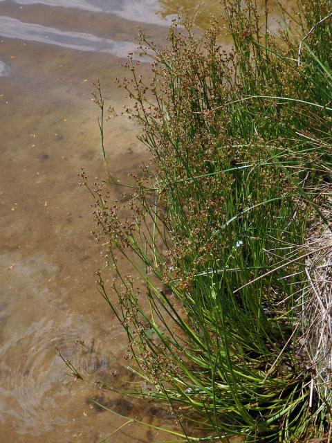 Sítina článkovaná (Juncus articulatus L.)