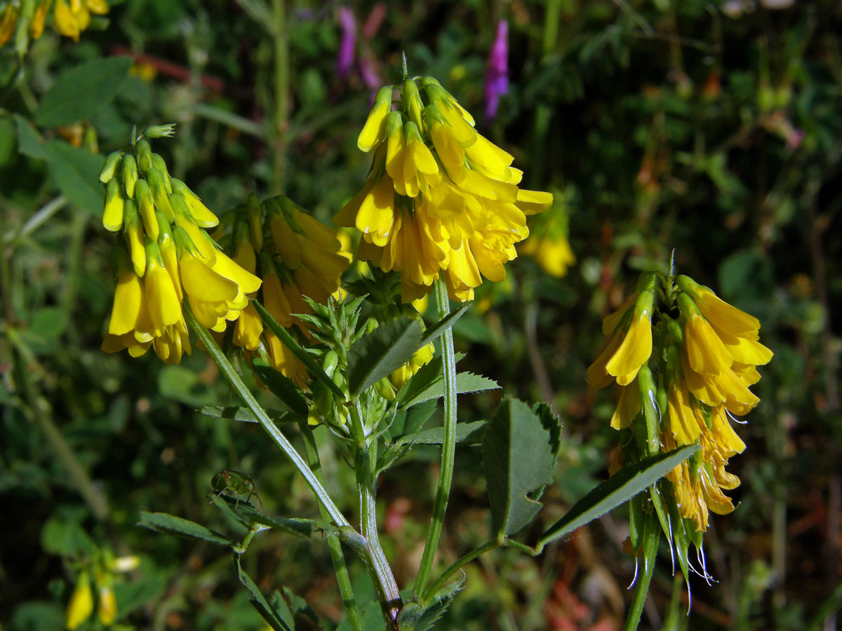 Komonice (Melilotus italicus (L.) Lam.)