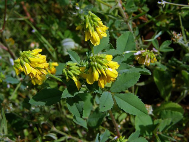 Komonice (Melilotus italicus (L.) Lam.)