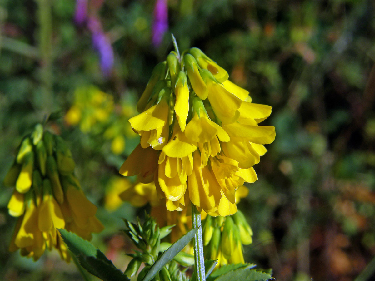 Komonice (Melilotus italicus (L.) Lam.)