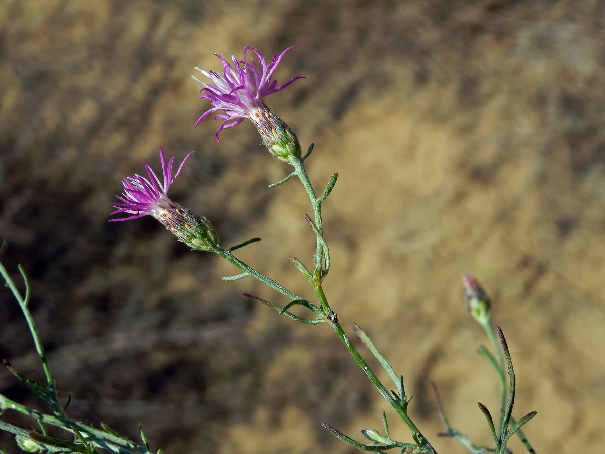 Chrpa rozkladitá (Centaurea diffusa Lam.)