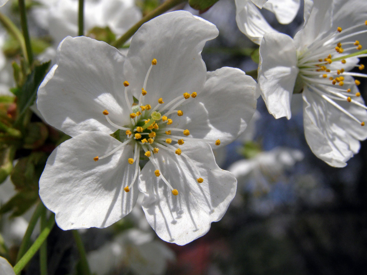 Třešeň ptačí (Prunus avium (L.) L.)