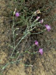 Chrpa rozkladitá (Centaurea diffusa Lam.)