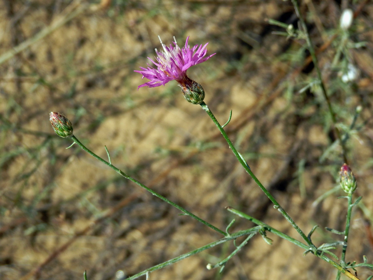 Chrpa rozkladitá (Centaurea diffusa Lam.)