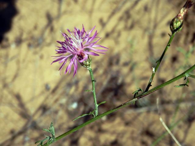 Chrpa rozkladitá (Centaurea diffusa Lam.)