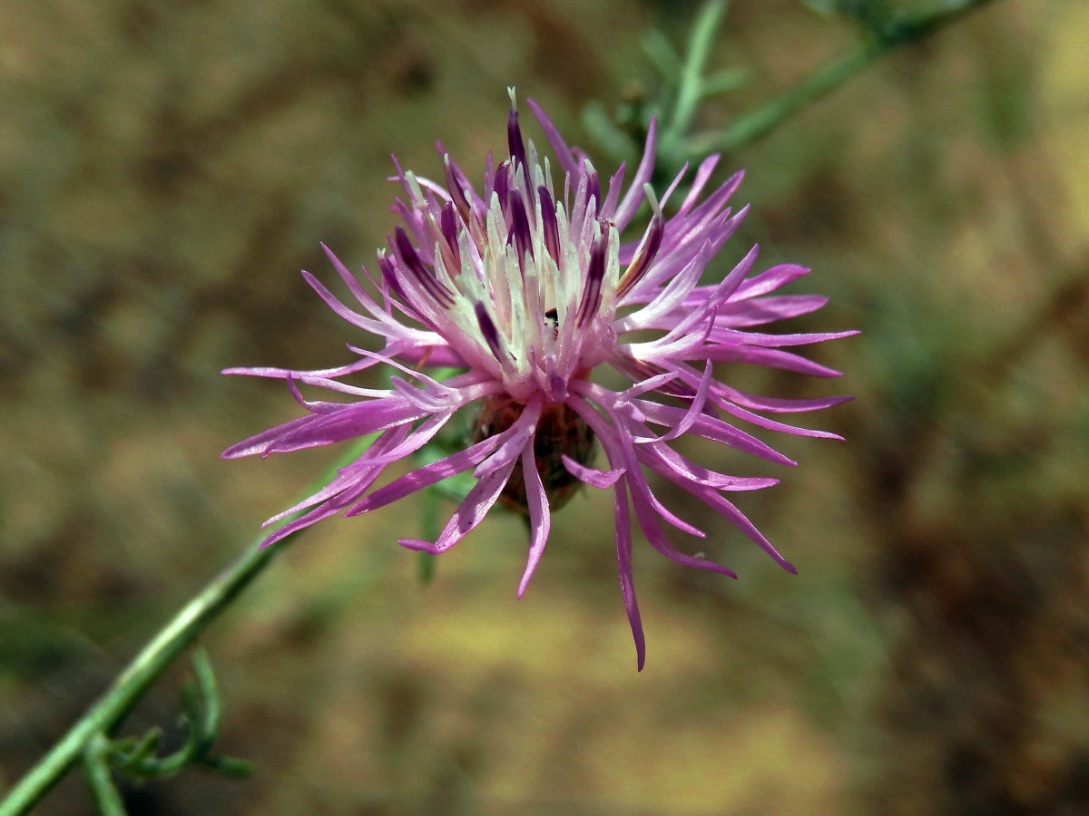 Chrpa rozkladitá (Centaurea diffusa Lam.)