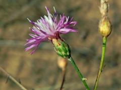 Chrpa rozkladitá (Centaurea diffusa Lam.)