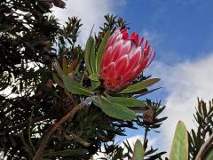 Protea (Protea neriifolia R. Br.)