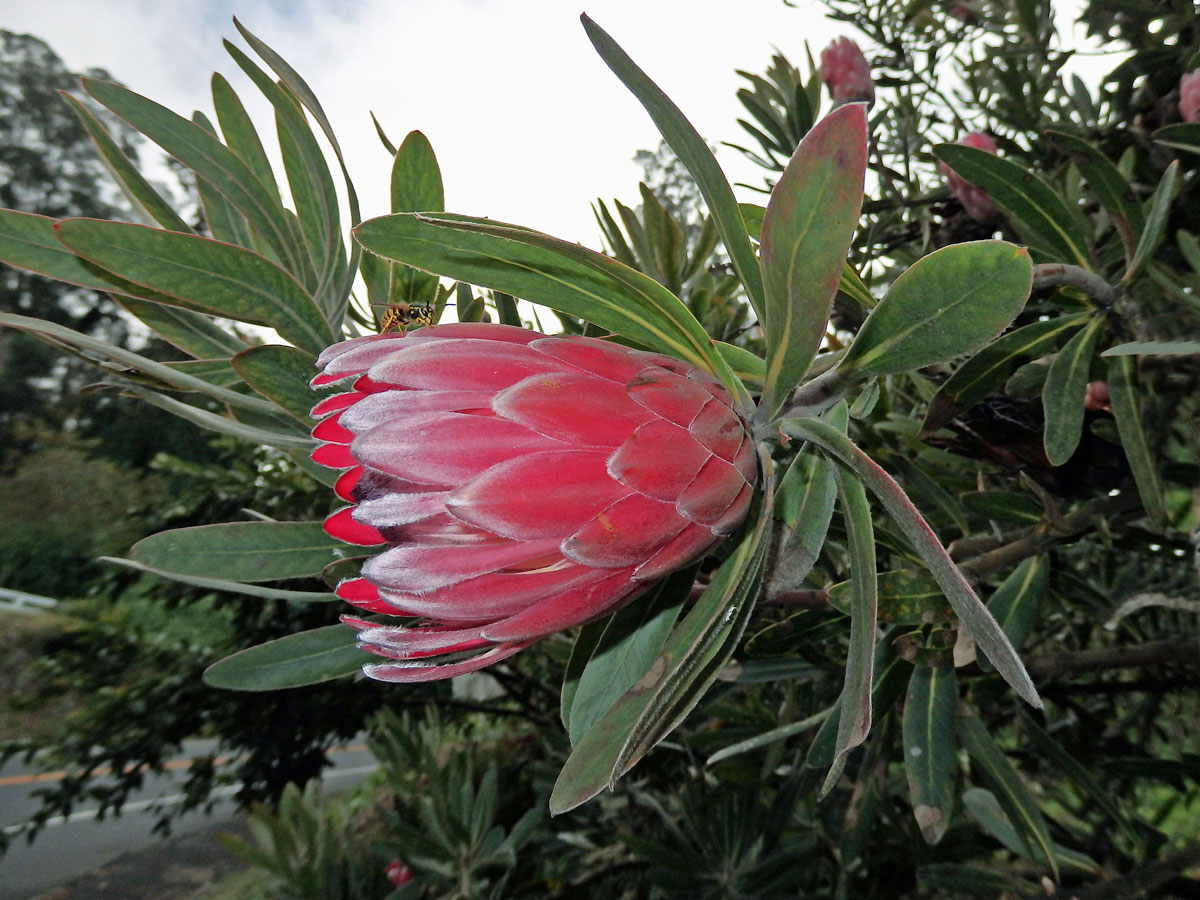 Protea (Protea neriifolia R. Br.)