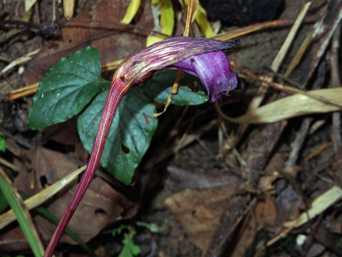 Aeginetia indica L.