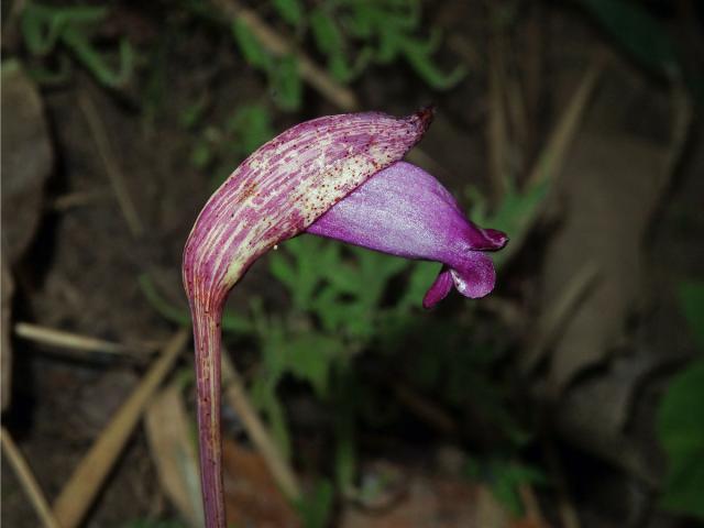 Aeginetia indica L.