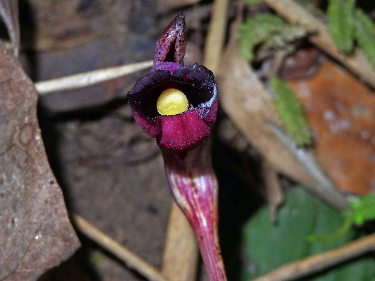 Aeginetia indica L.