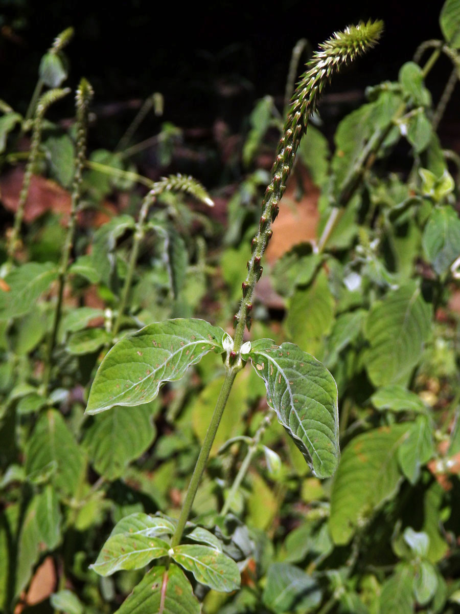 Achyranthes canescens R. Br.