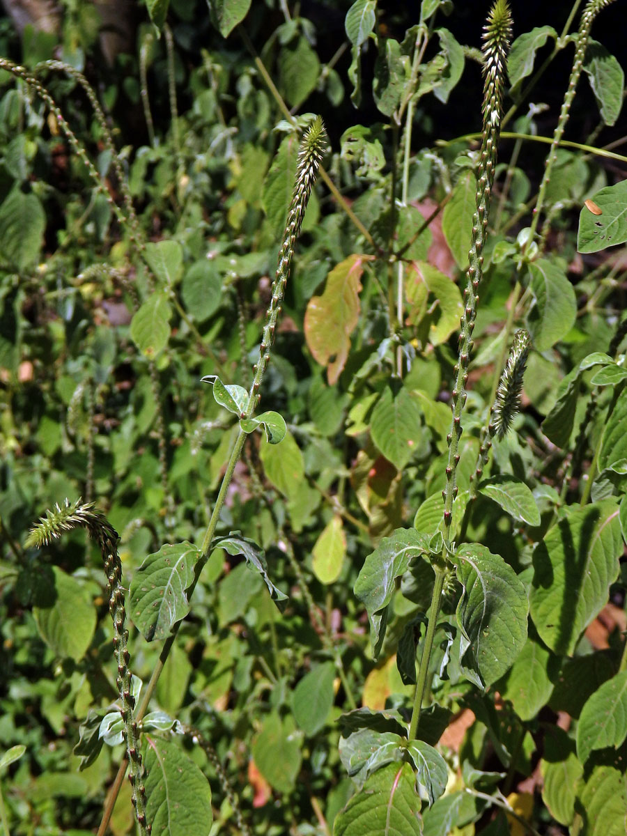 Achyranthes canescens R. Br.