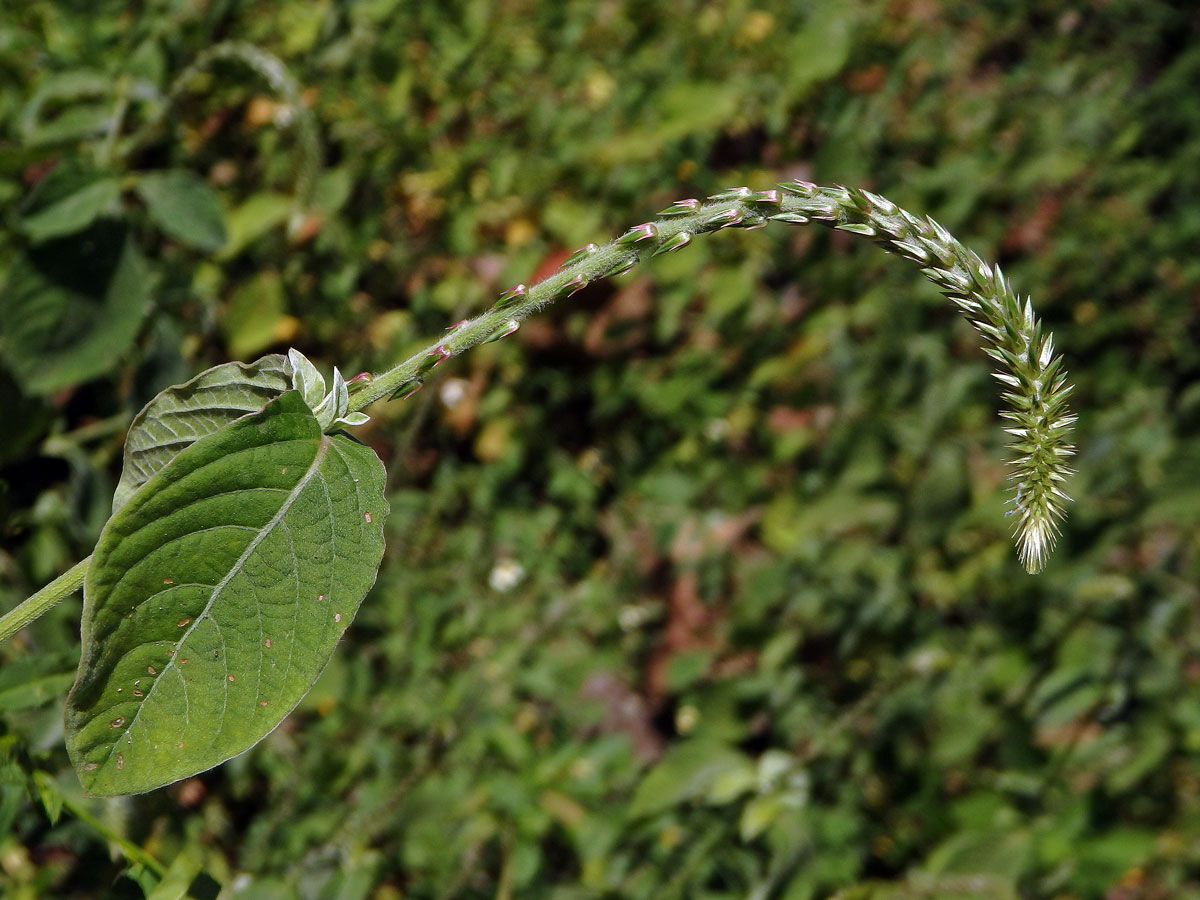 Achyranthes canescens R. Br.