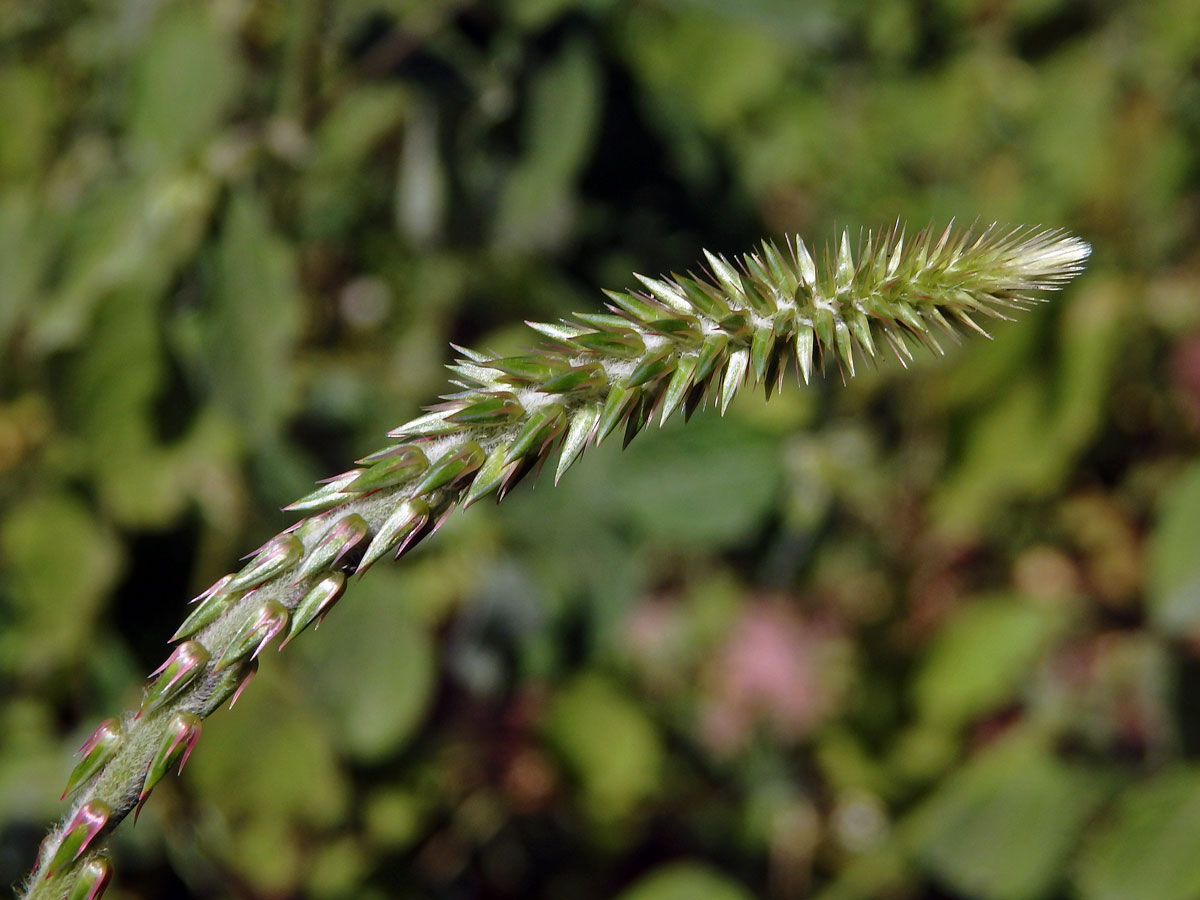 Achyranthes canescens R. Br.