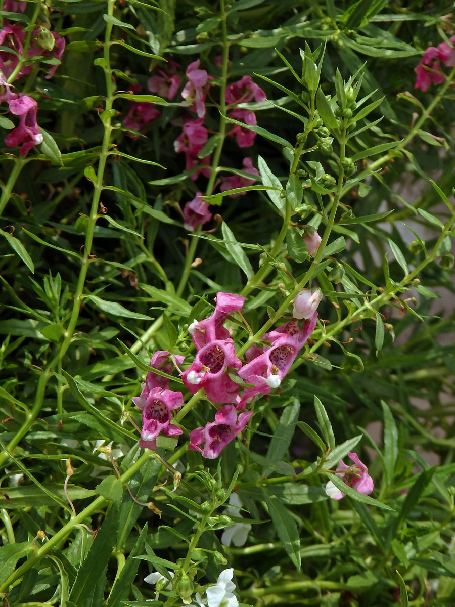 Angelonia salicariifolia Humb. & Bonpl.