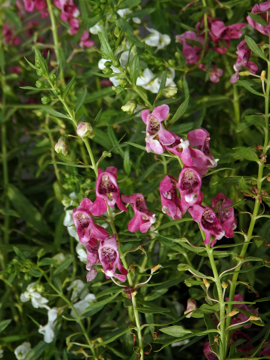 Angelonia salicariifolia Humb. & Bonpl.